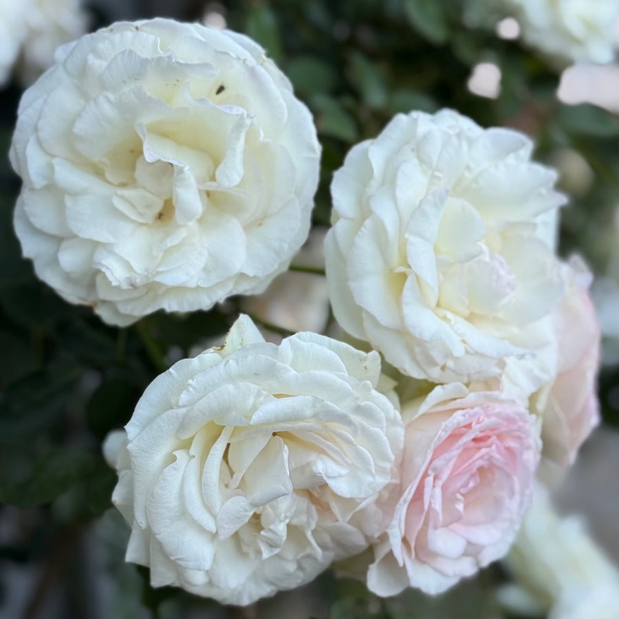 Eden Climber® White Potted Climbing Rose