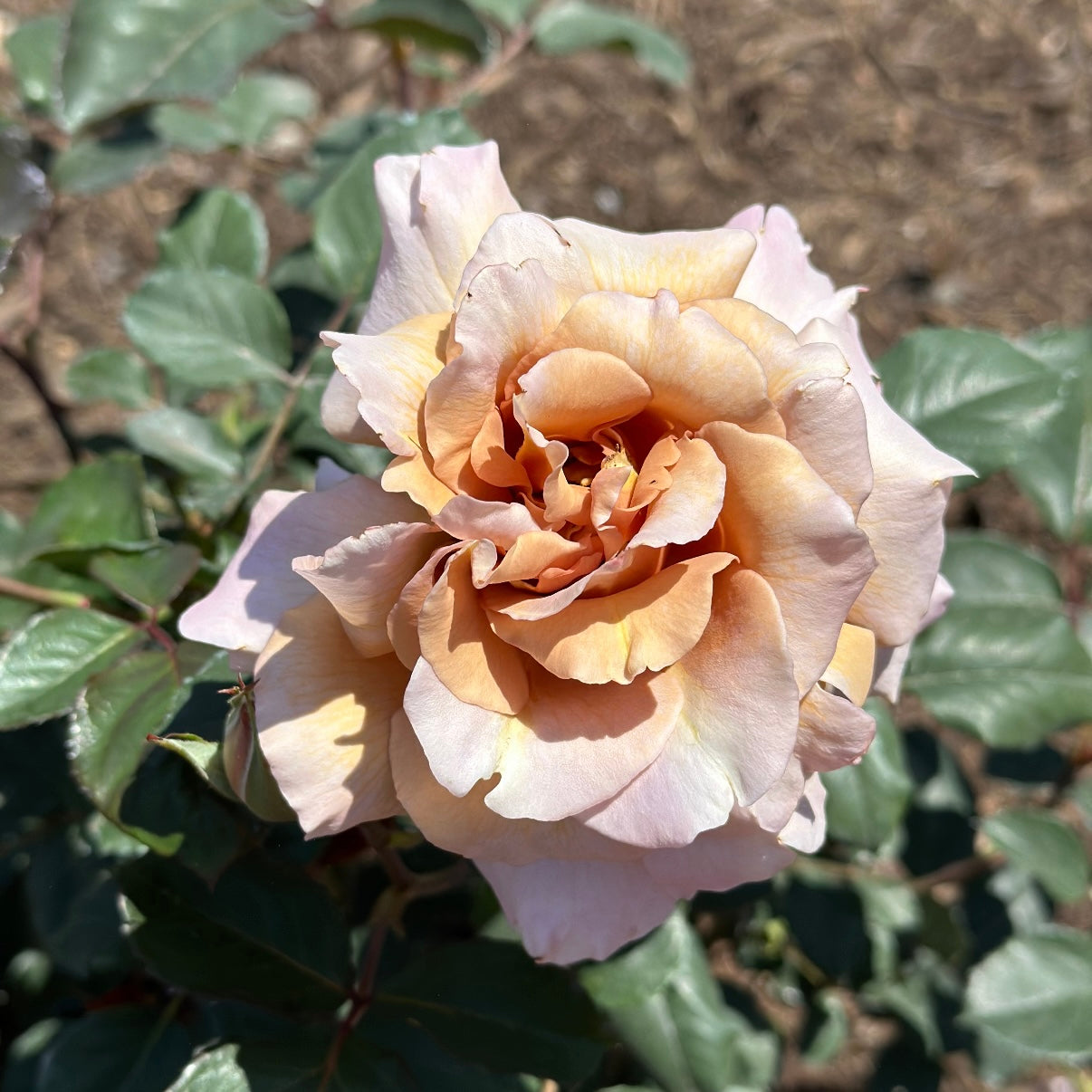 Connie's Sandstorm Potted Rose Bush
