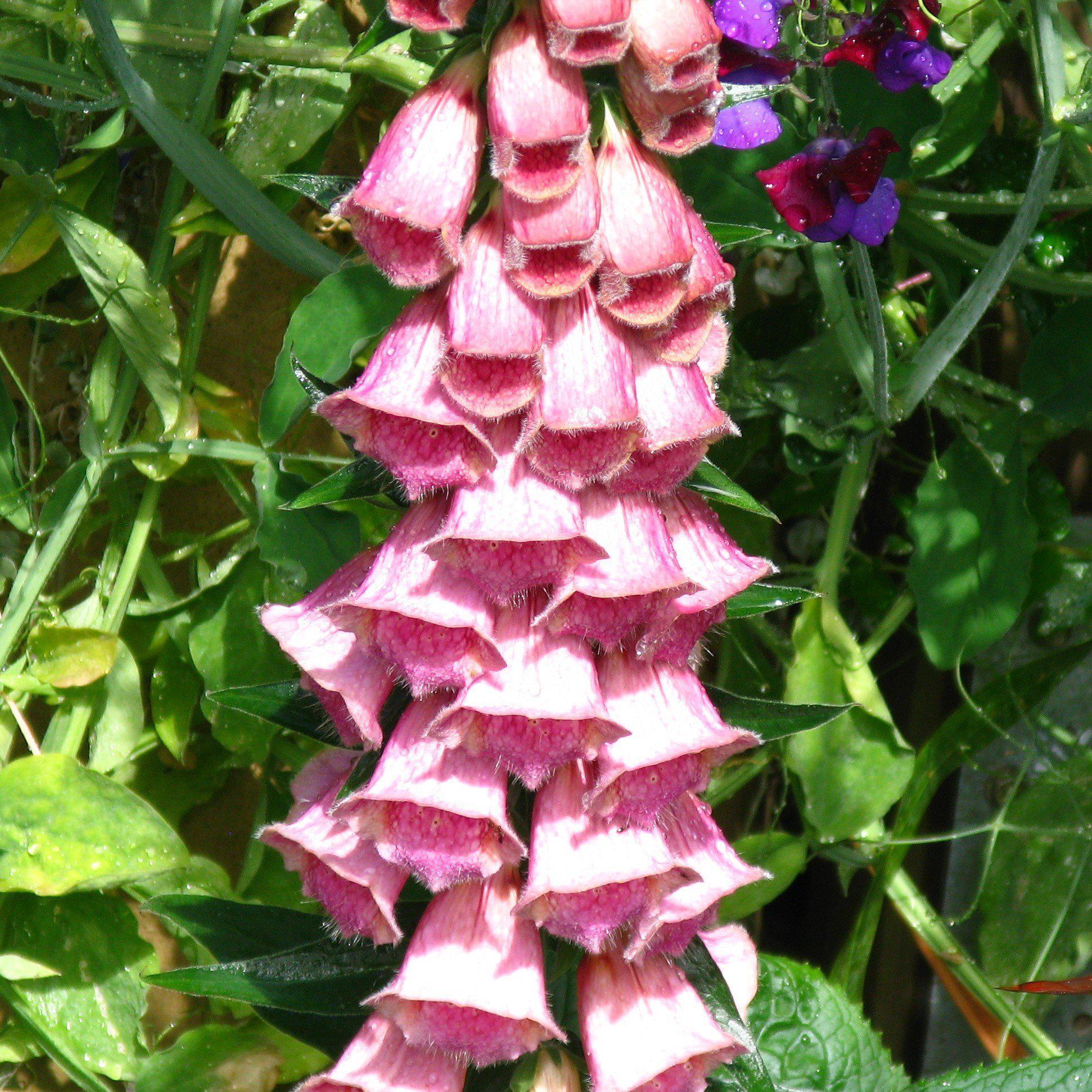Foxglove mertonensis Potted  Strawberry Foxglove Plant