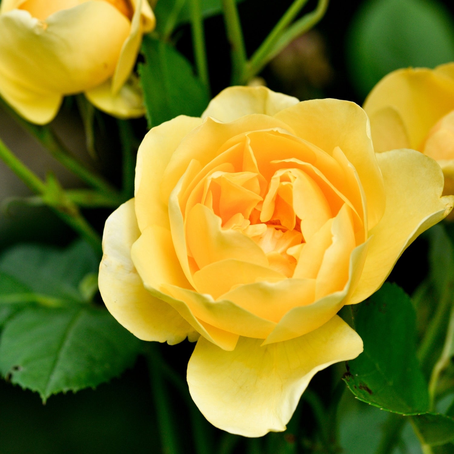 David Austin® Graham Thomas® Potted Climbing Rose