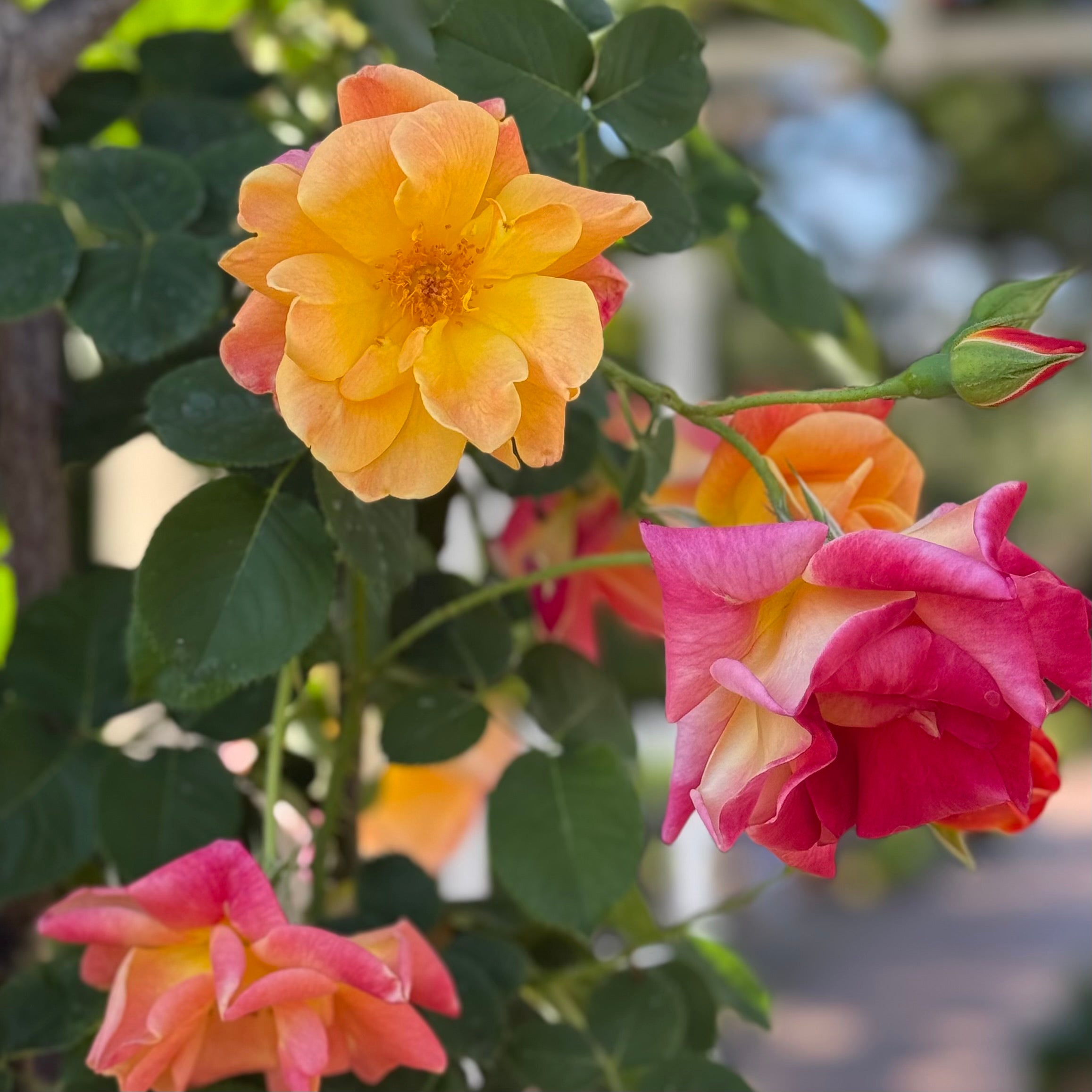 Joseph's Coat Potted Climbing Rose
