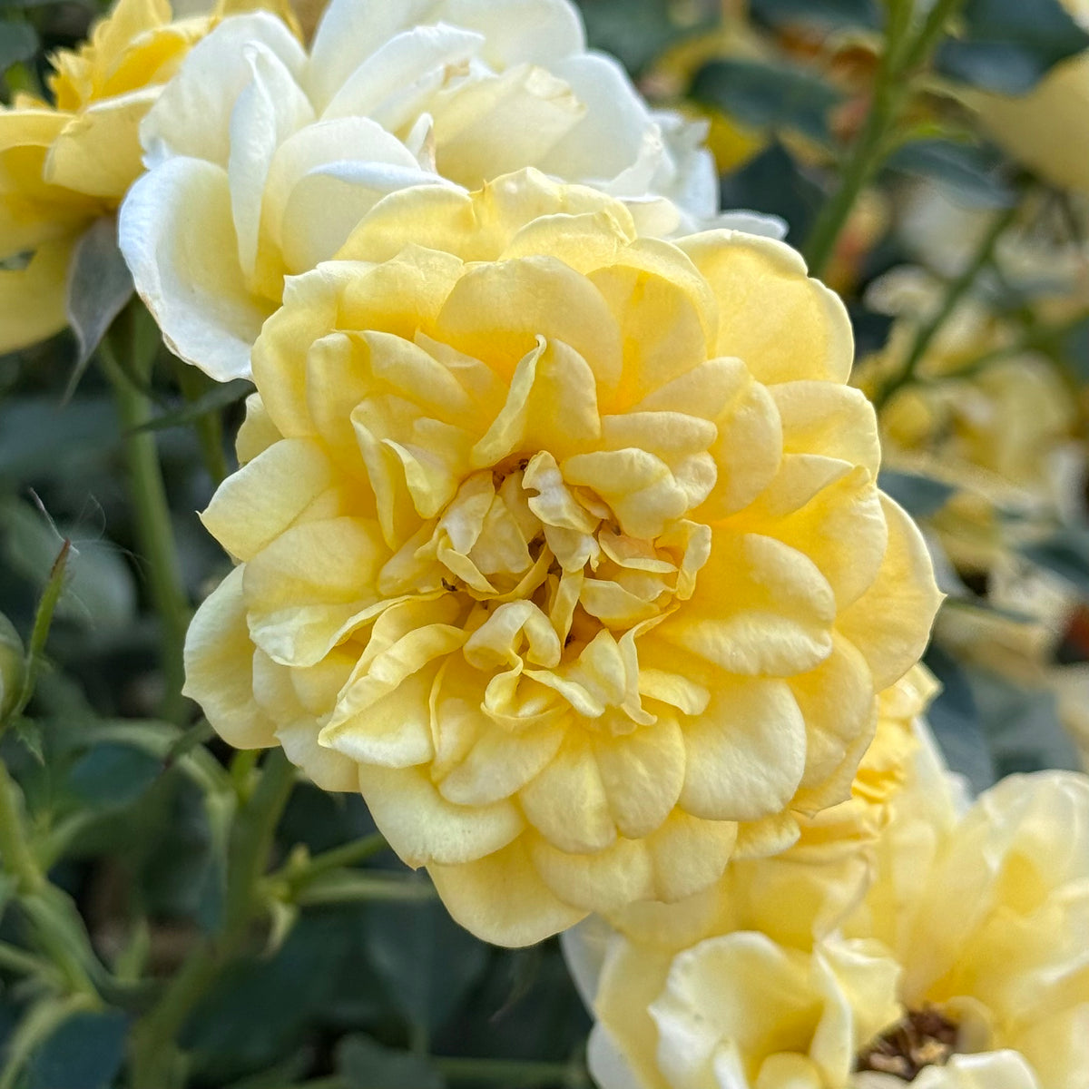 Lemon Drop™ Bare Root Rose Bush