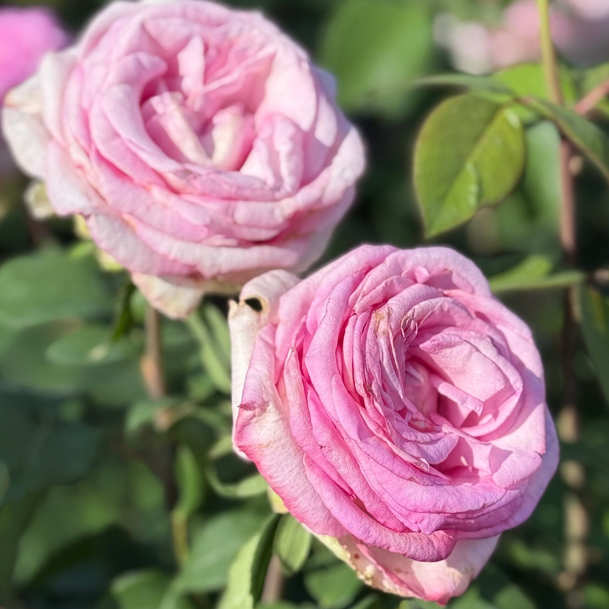 Eleganza® Beverly™  Potted Rose Bush