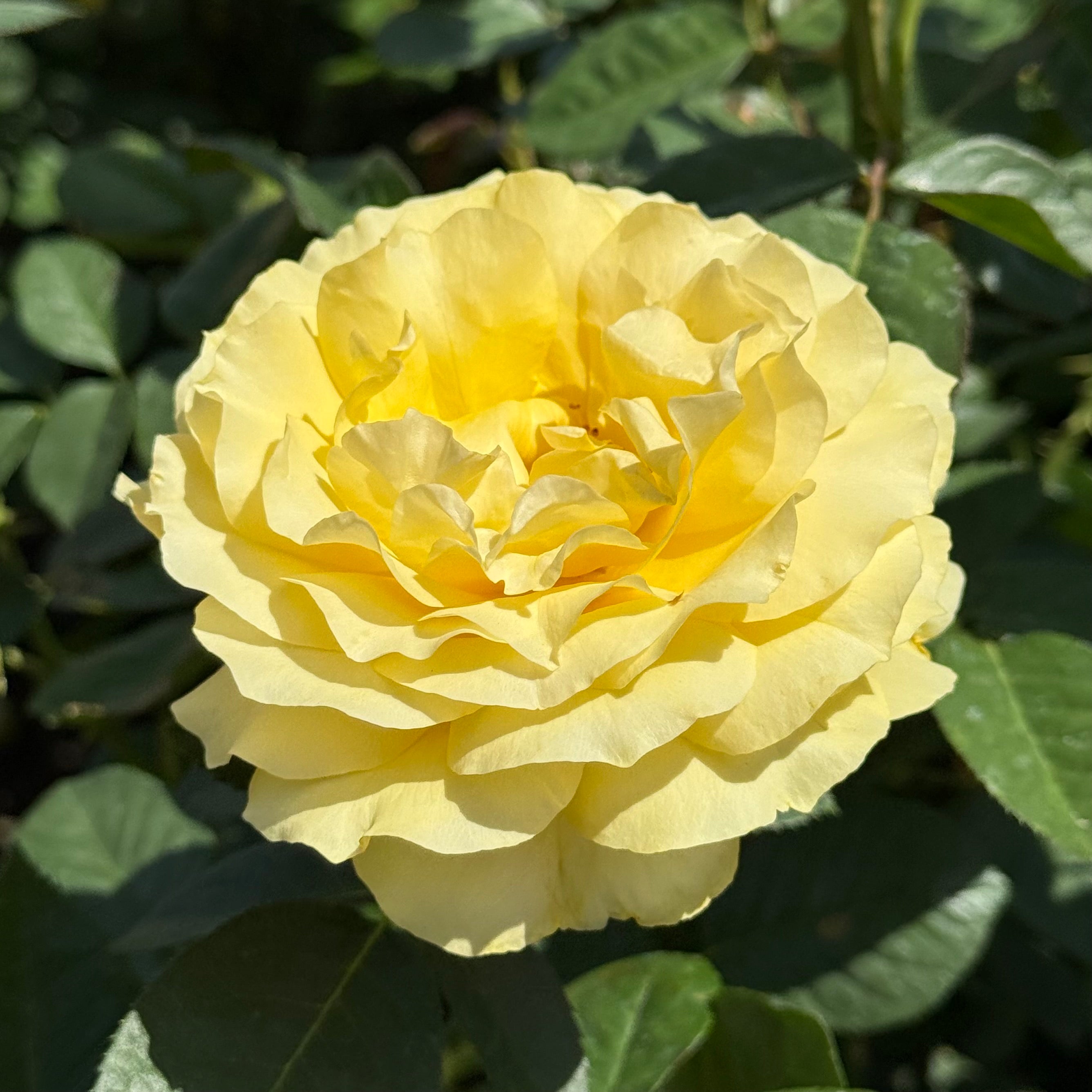 Doris Day Potted Rose Bush