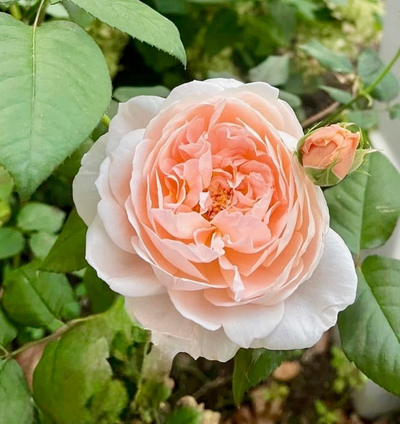 David Austin® Ambridge® Potted Rose Bush