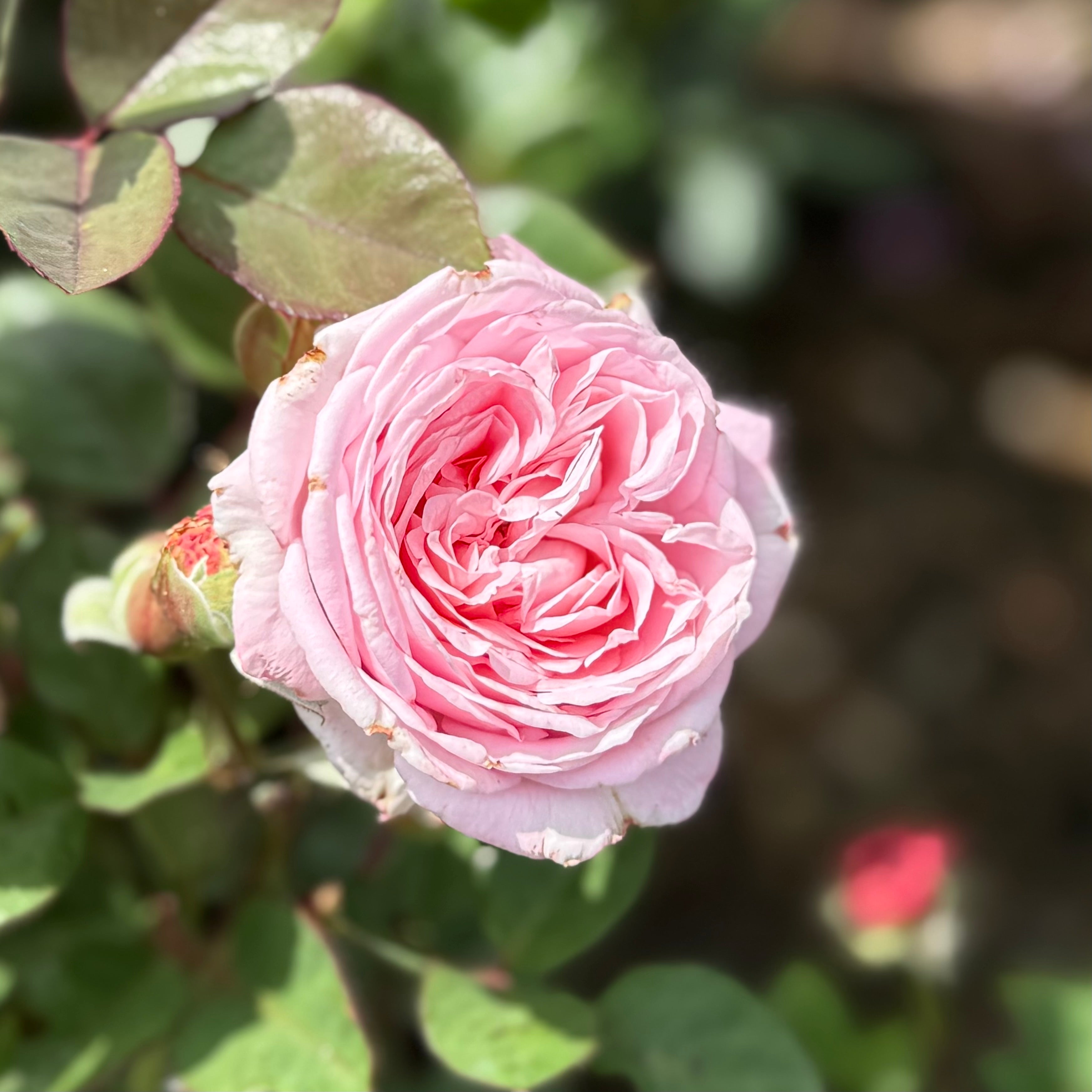 Parfuma® Summer Romance™  Potted Rose Bush