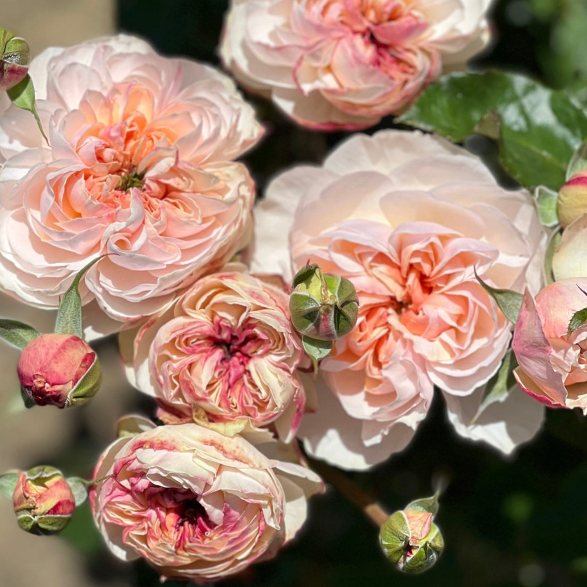 Moonlight in Paris™ Bare Root Rose Bush