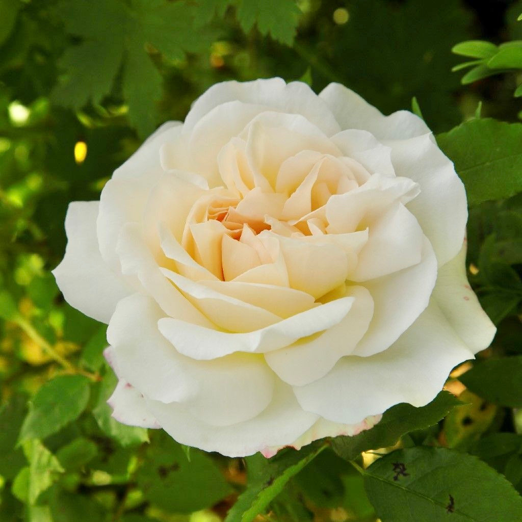 Fairytale Roses® Kosmos® Bare Root Rose Bush