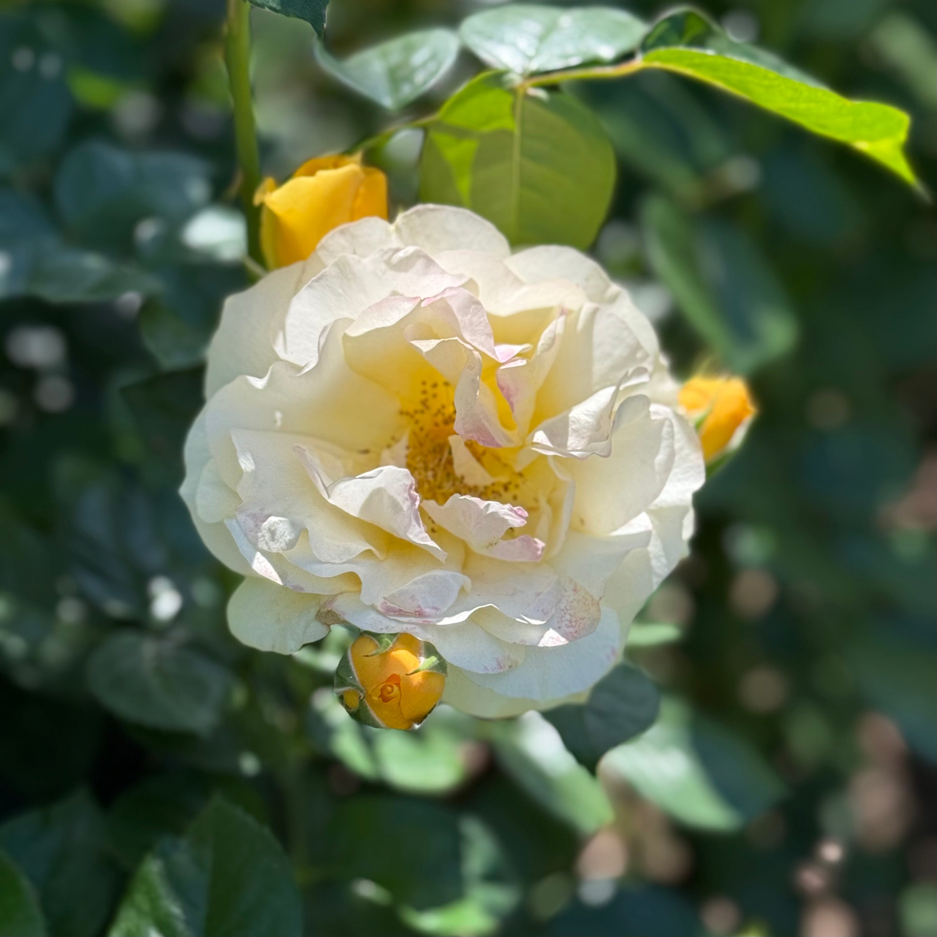 Easy Going™ Potted Rose Bush