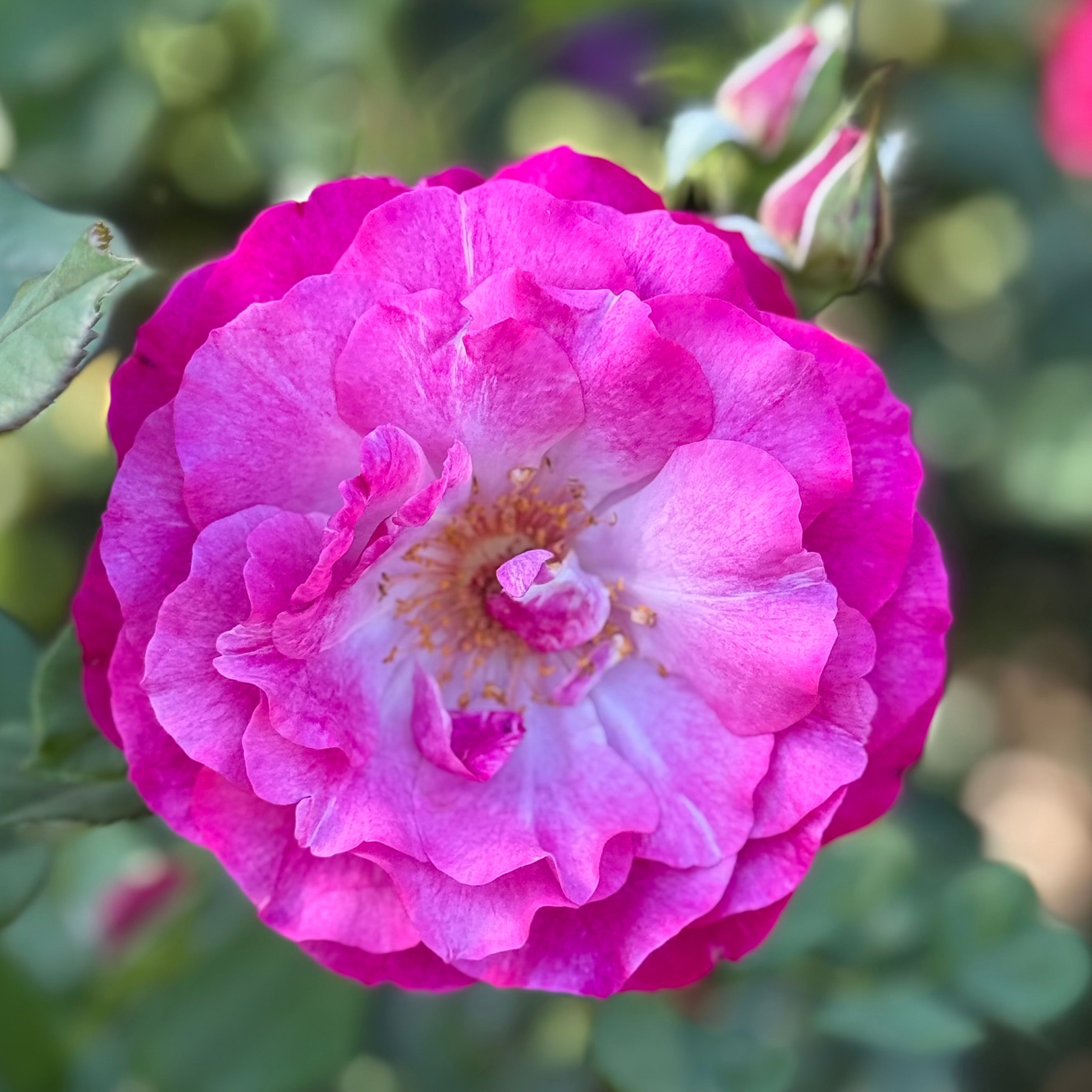 Wild Blue Yonder™ Potted Rose Bush
