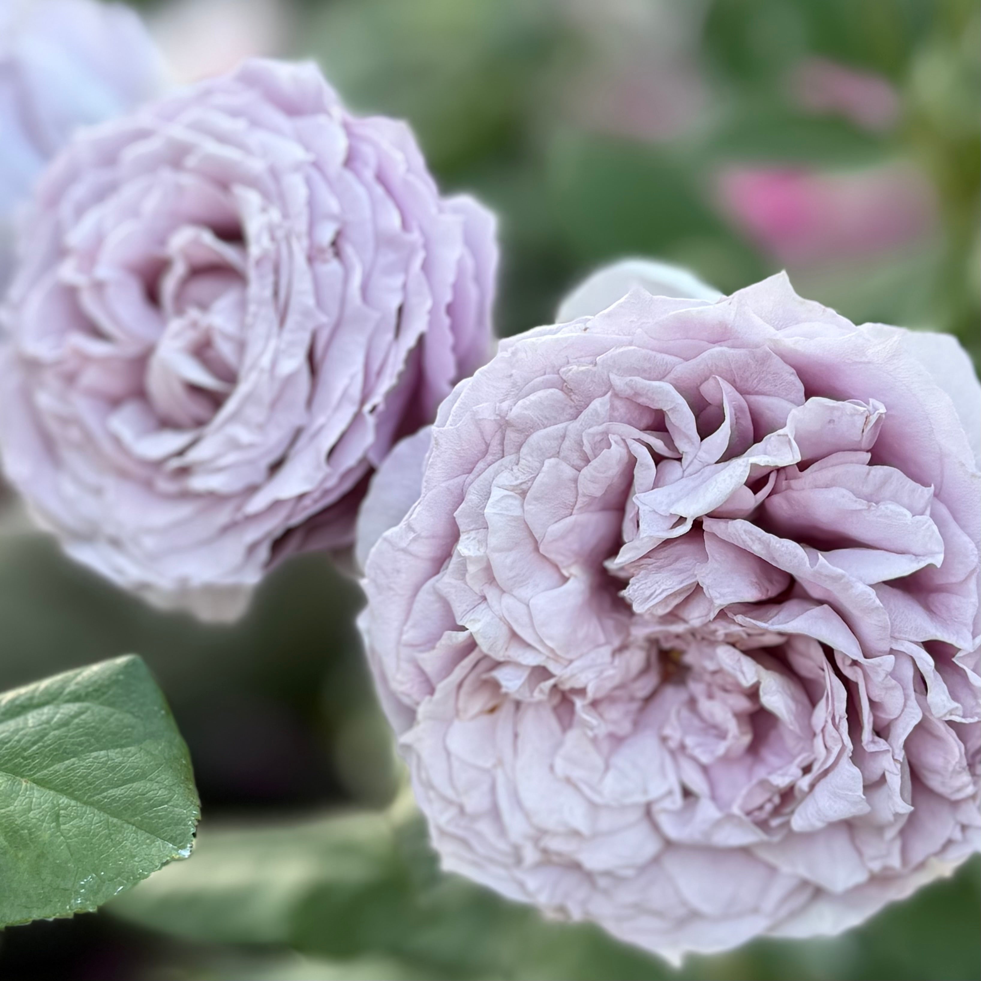 Poseidon™  Potted Rose Bush