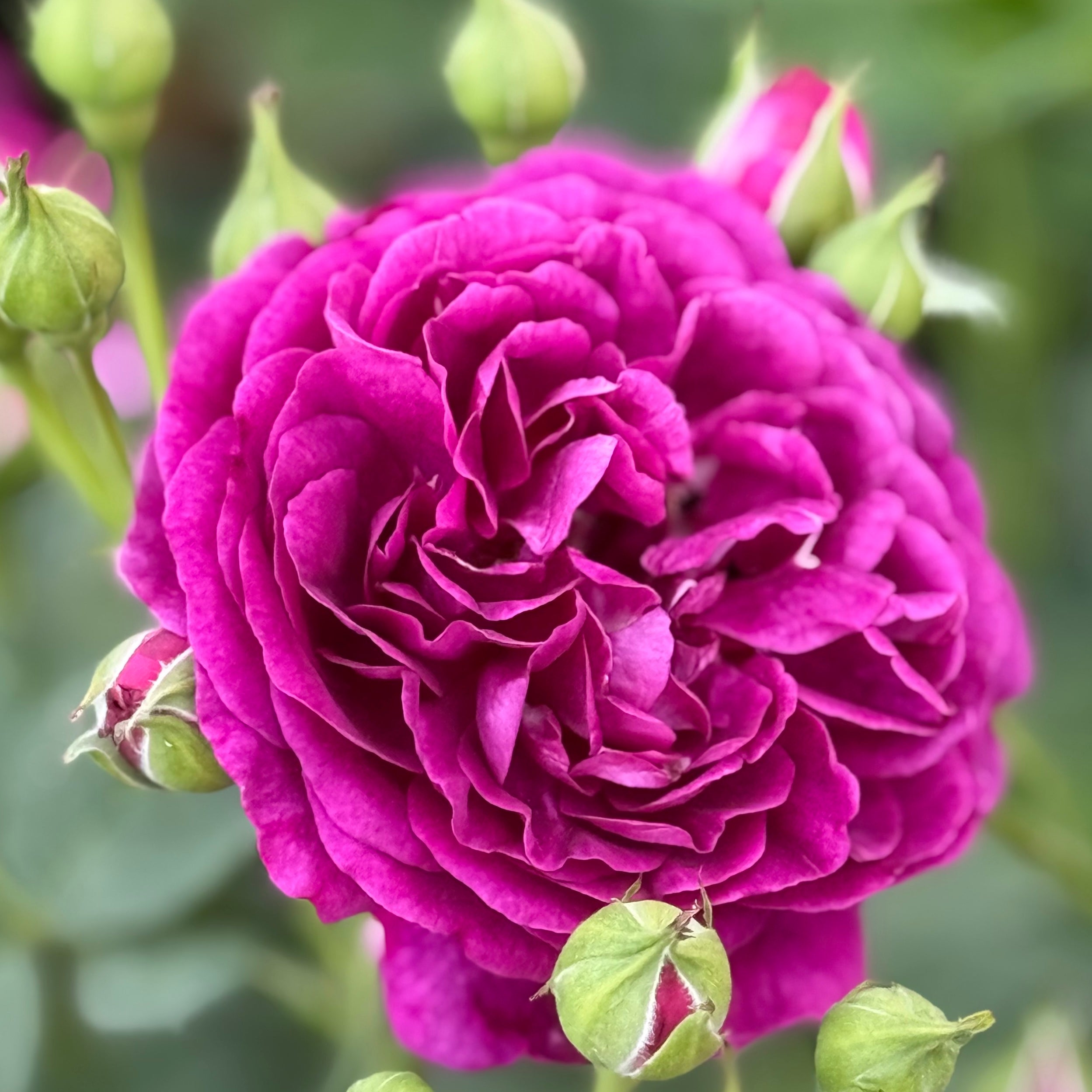 Twilight Zone™ Potted Rose Bush