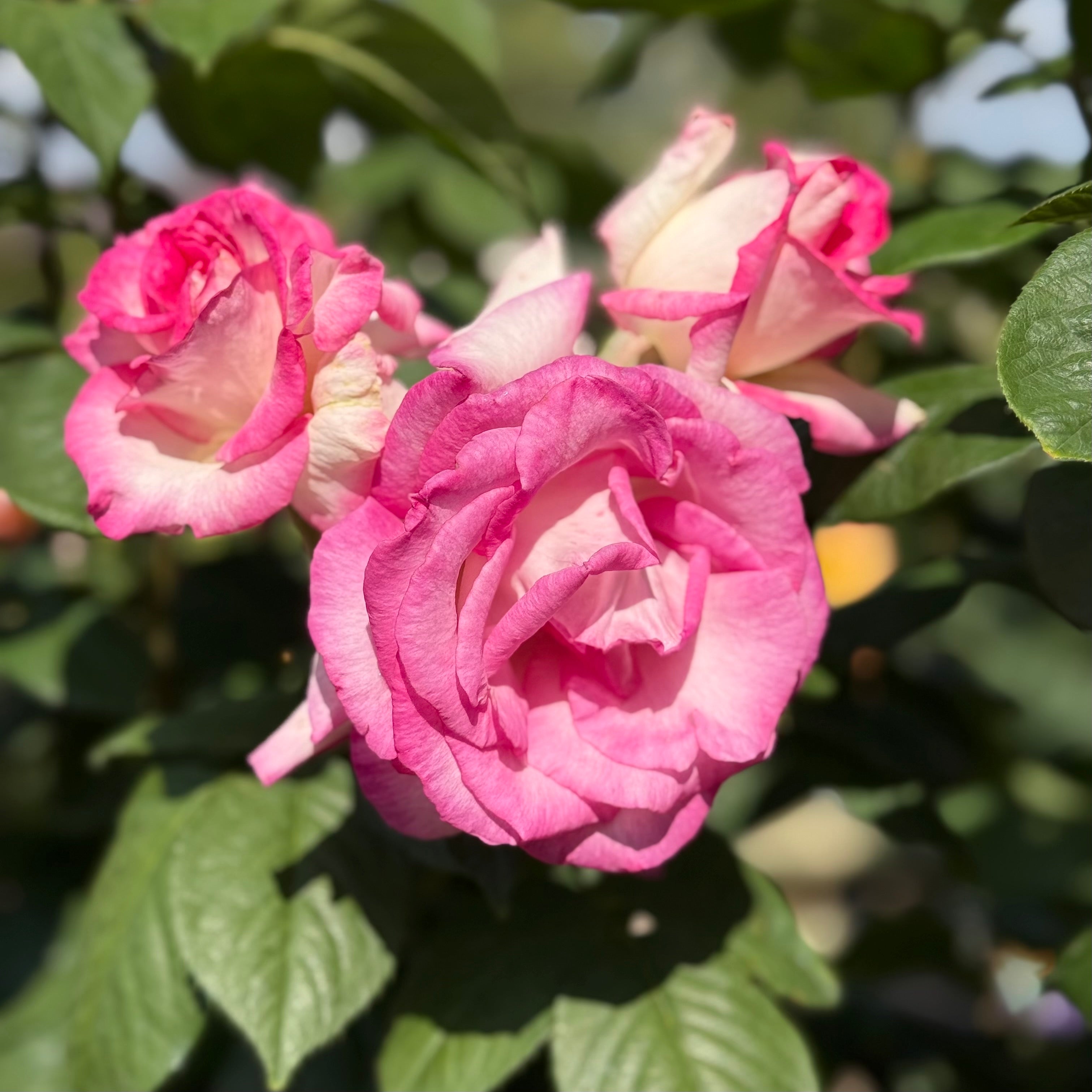 Angelic Veil™ Potted Rose Bush