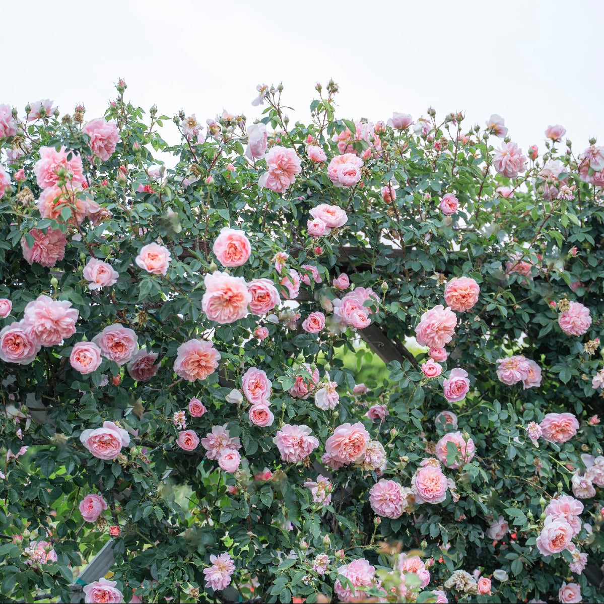 Colette™  Bare Root Climbing Rose