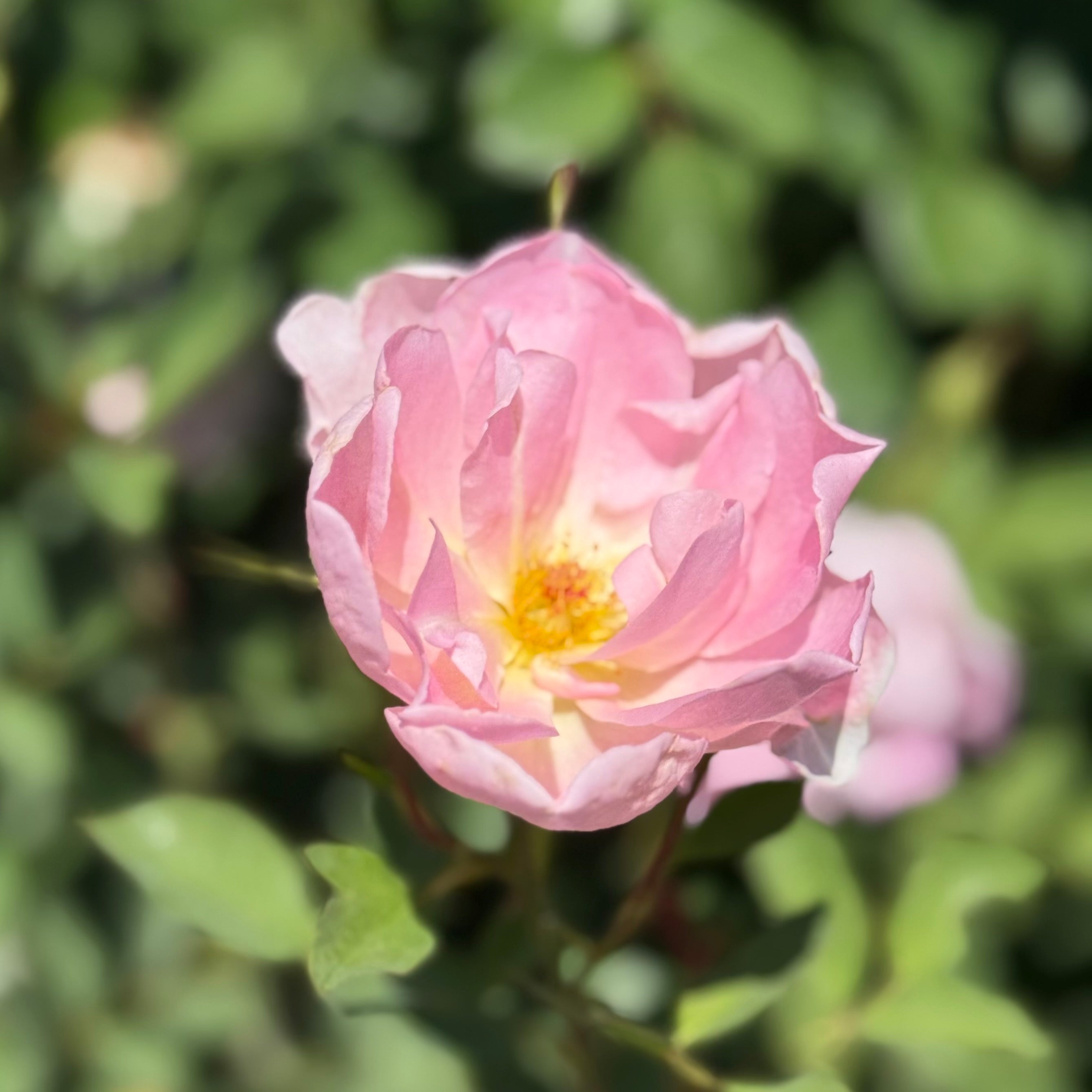 David Austin® The Lady's Blush Potted Rose Bush