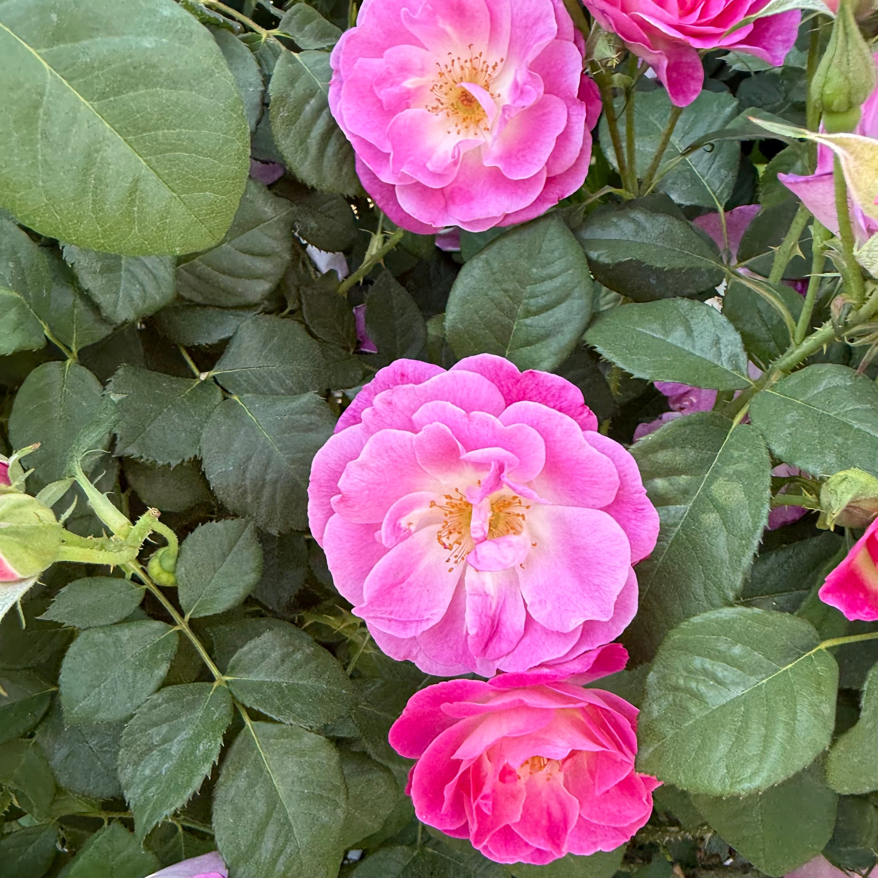 Easy to Please® Potted Tree Rose