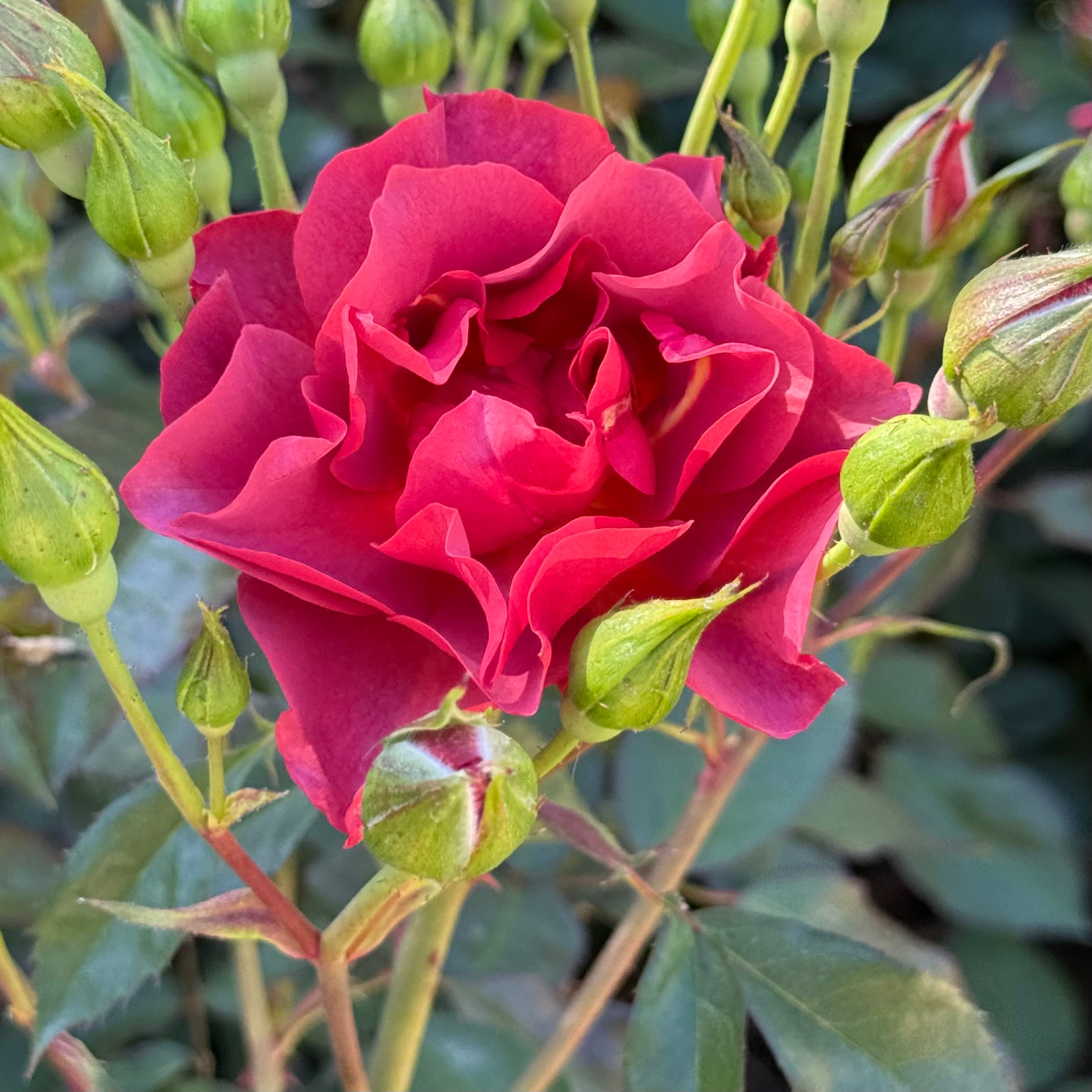 Cinco de Mayo™ Potted Rose Bush