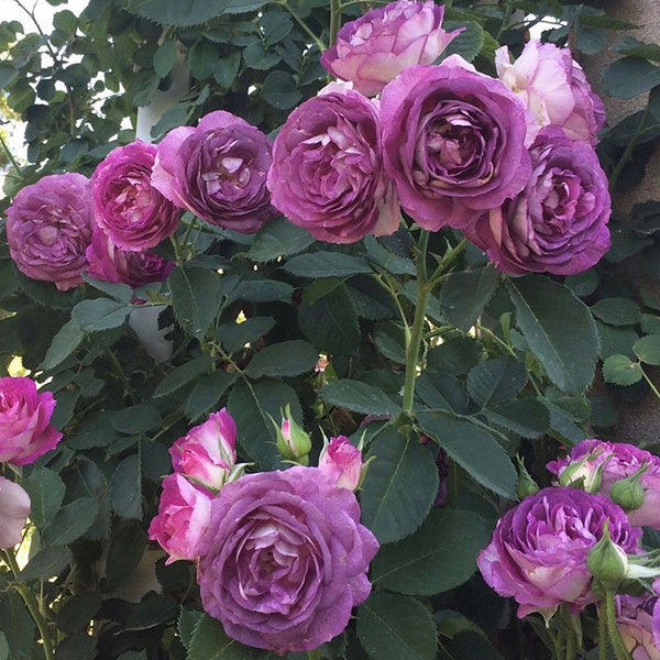 Lavender Crush™ Potted Climbing Rose