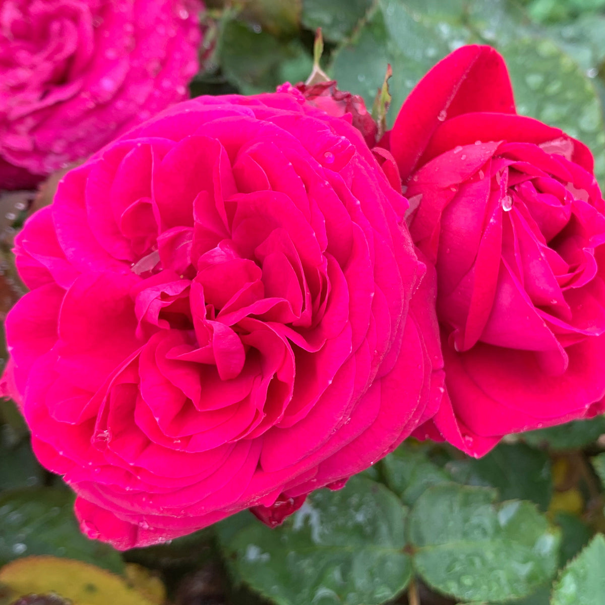 Delphine-Grace™ Bare Root Rose Bush