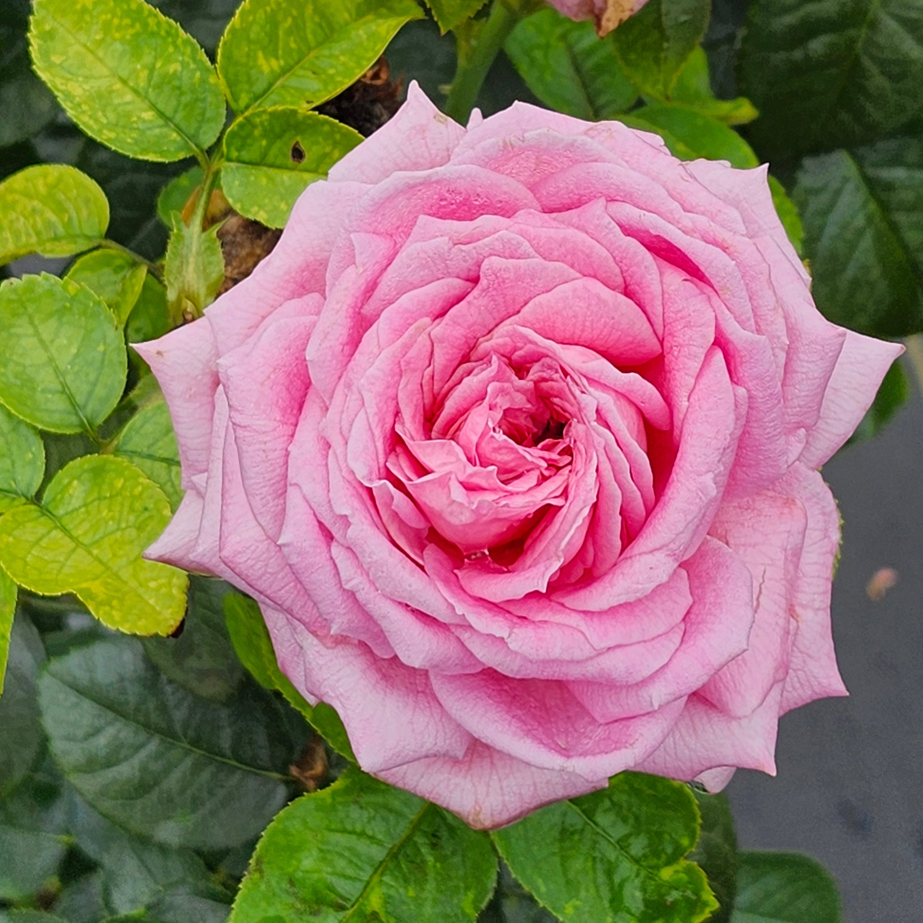 Héloïse-Grace™ Bare Root Rose Bush