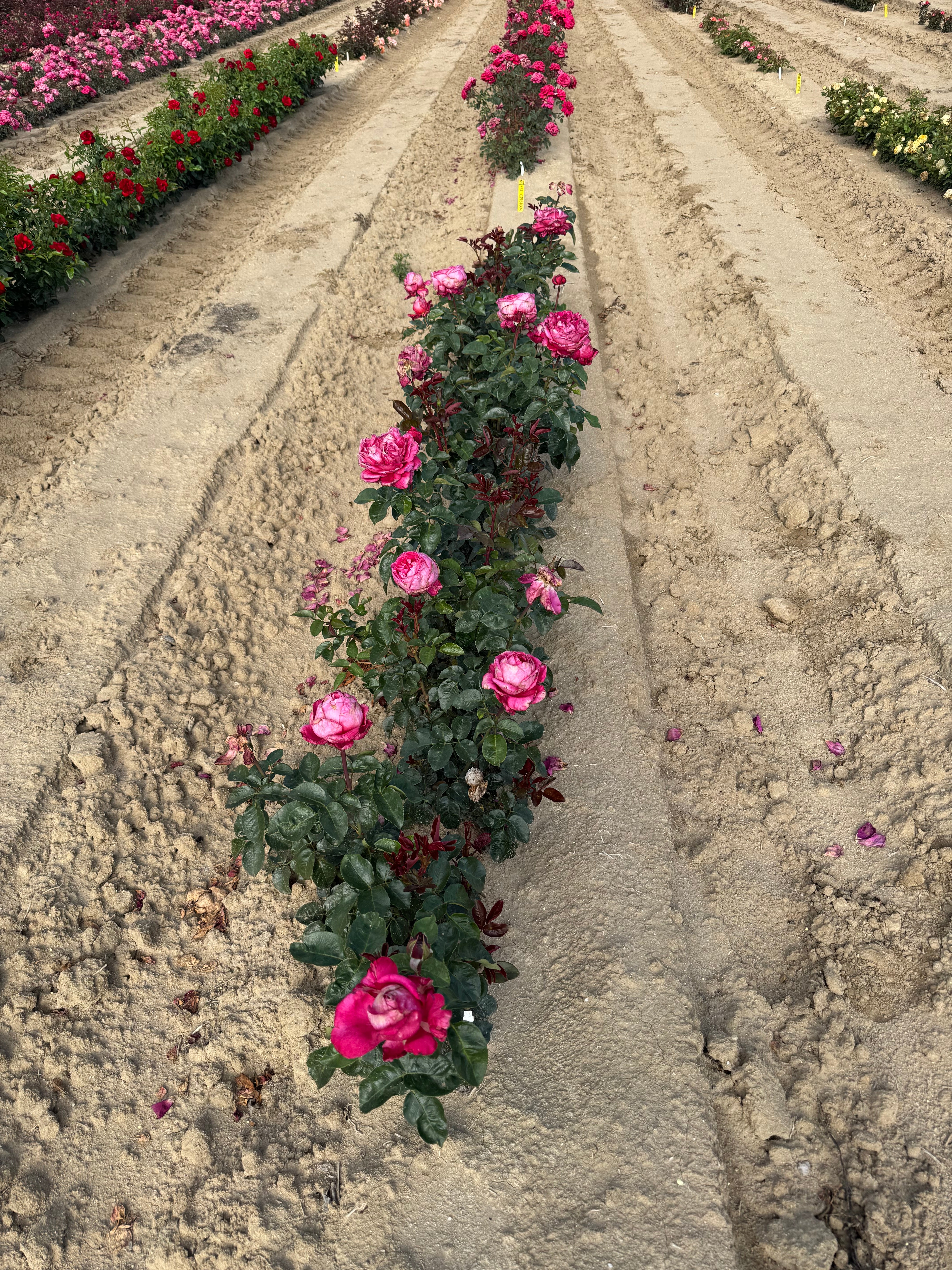 Adélaïde-Grace™ Potted Rose Bush