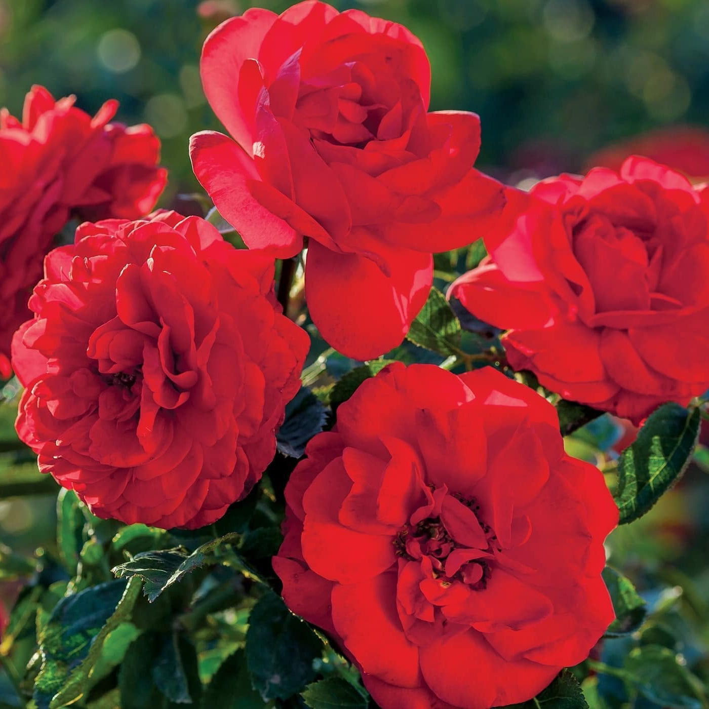 Close-up of red roses with a blurred green background