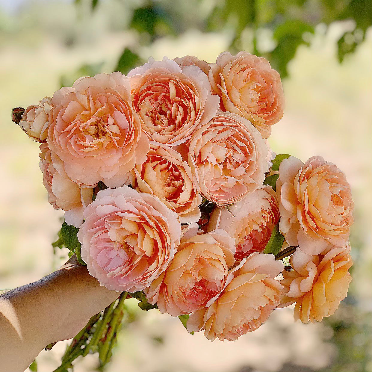 David Austin® Carding Mill® Potted Rose Bush