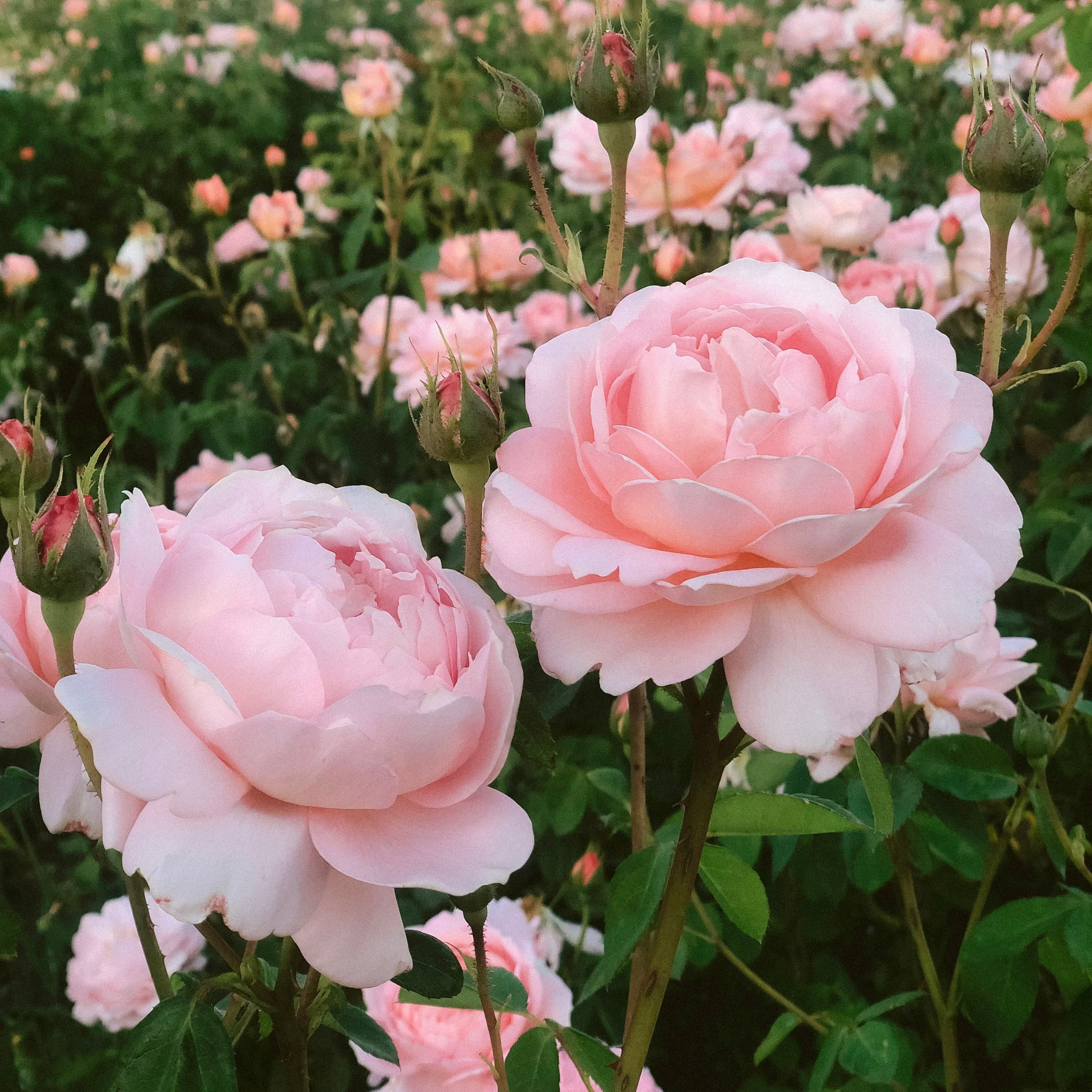 David Austin® Carding Mill® Potted Rose Bush