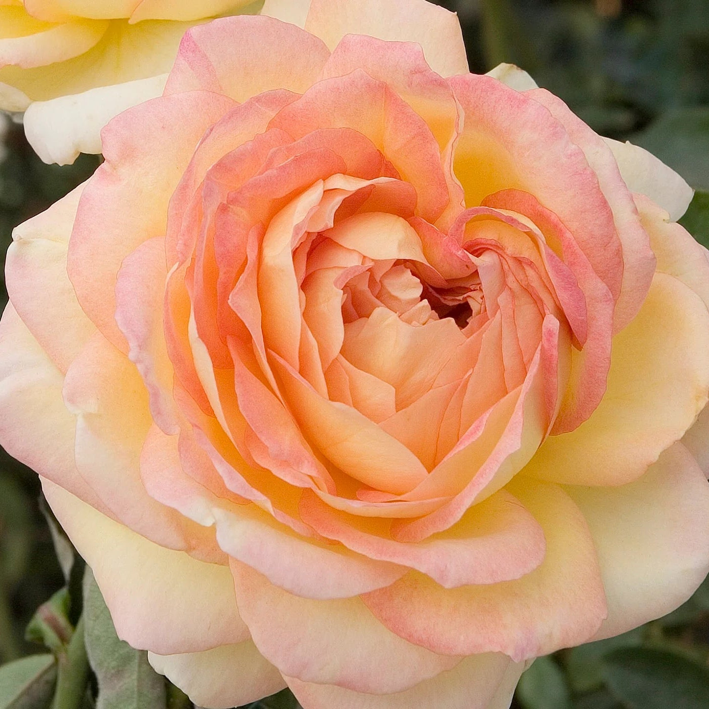 Centennial Star™ Bare Root  Rose Bush