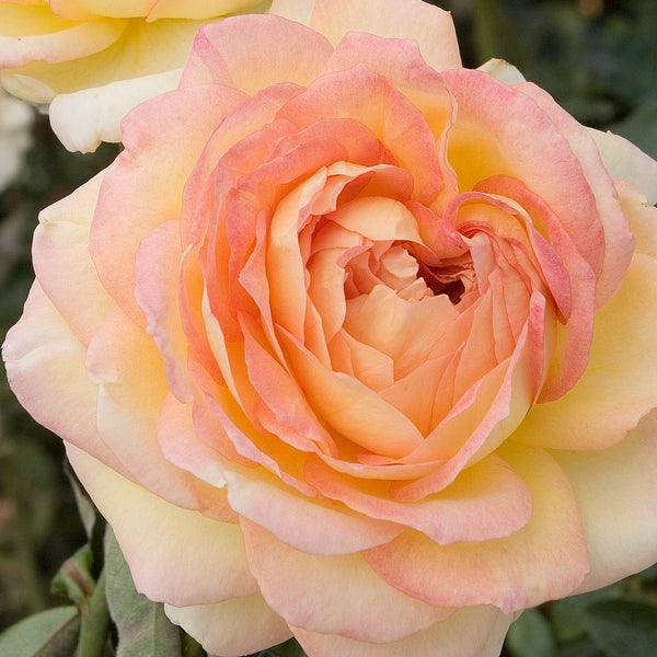 Close-up of a pink and yellow rose with a blurred green background