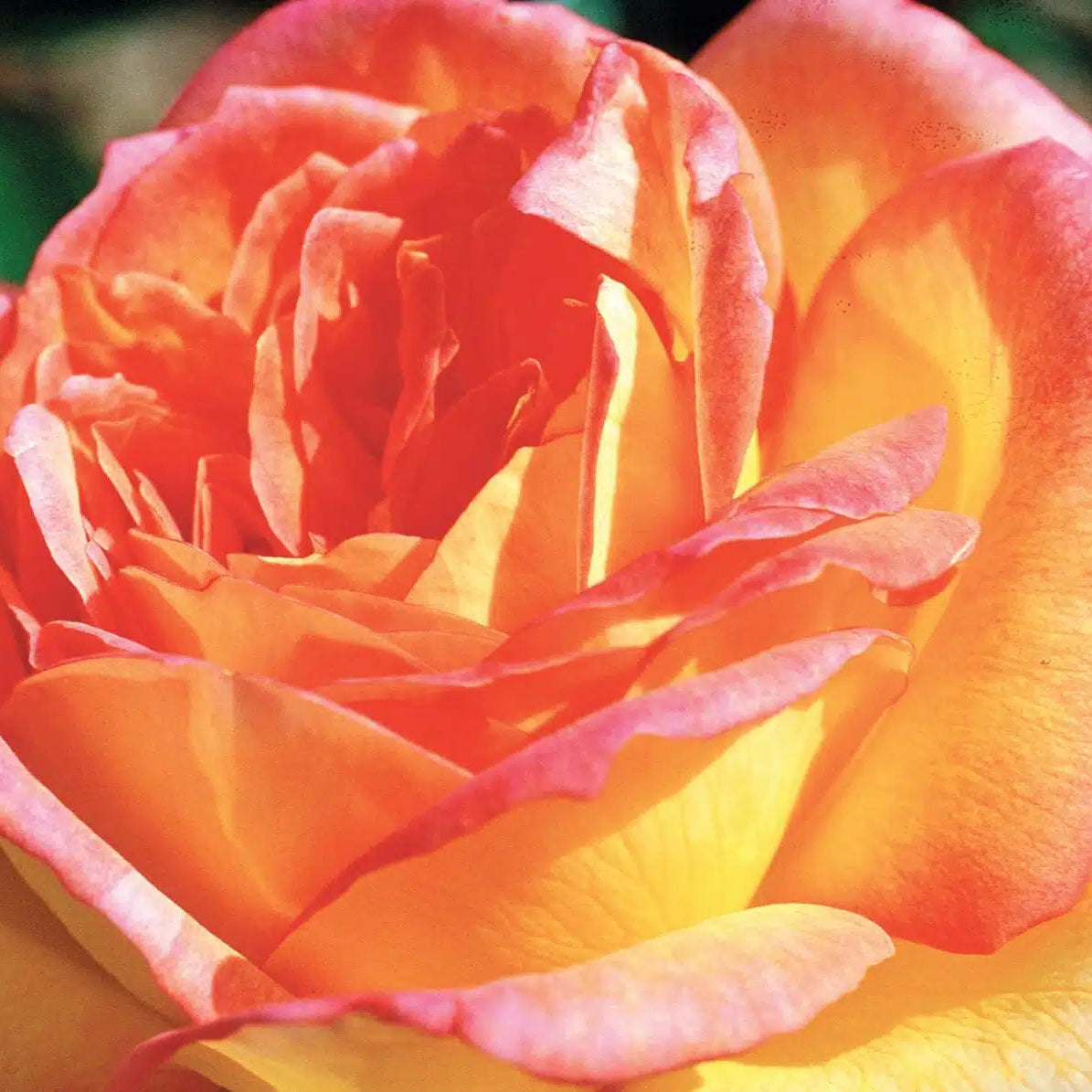 Close-up of a multicolored rose with yellow and pink petals.