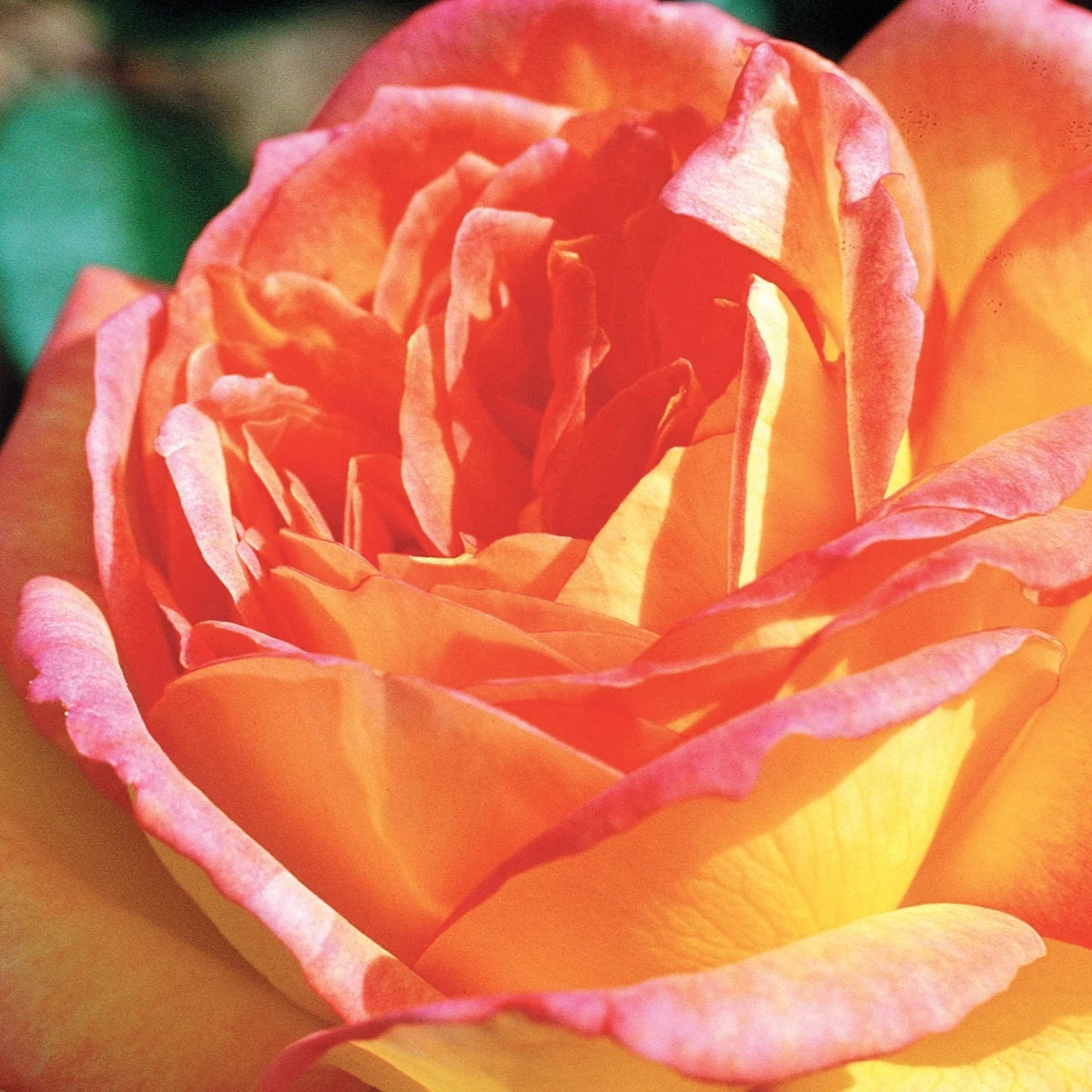 Centennial Star™ Bare Root  Rose Bush