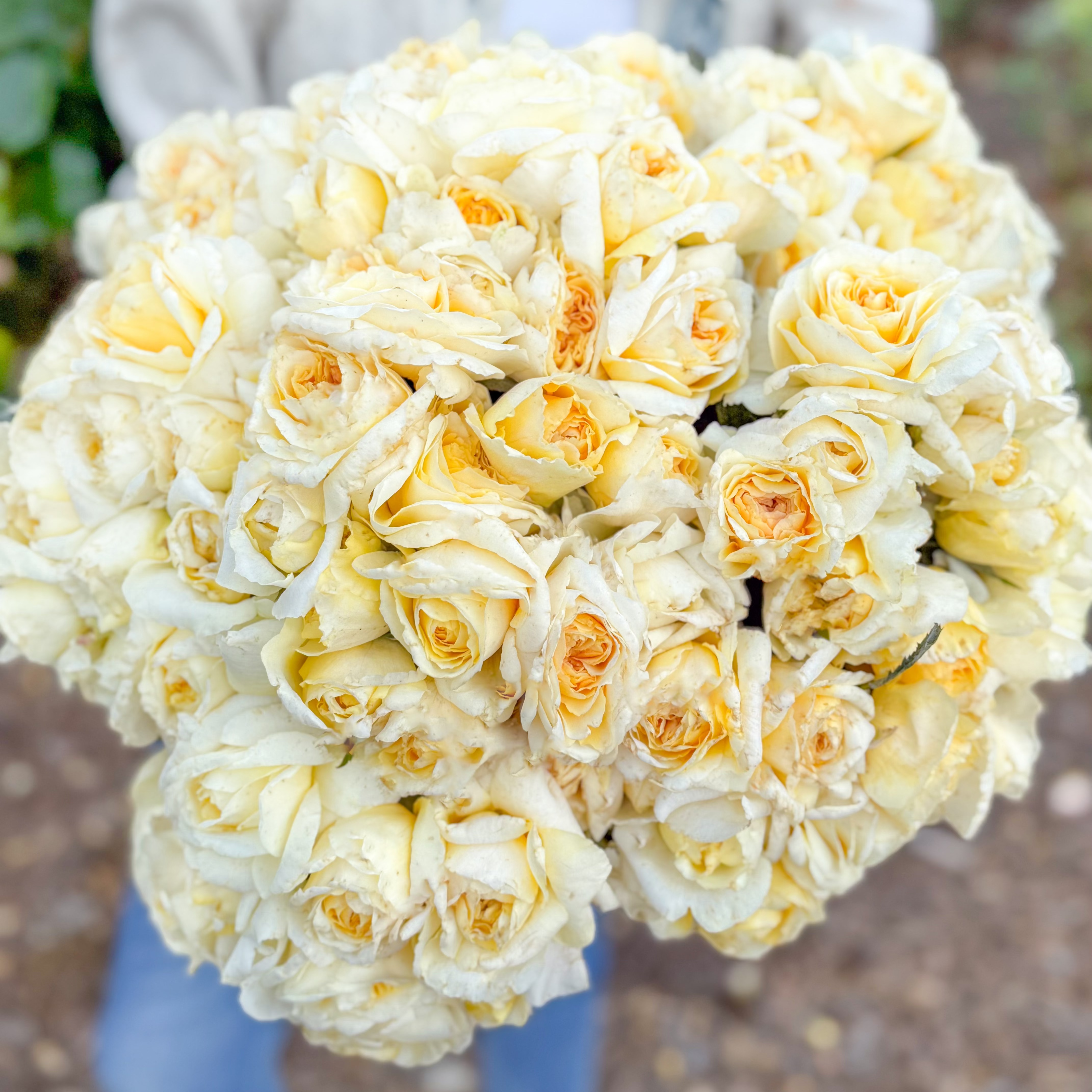 Chantilly Cream®  Bare Root Rose Bush