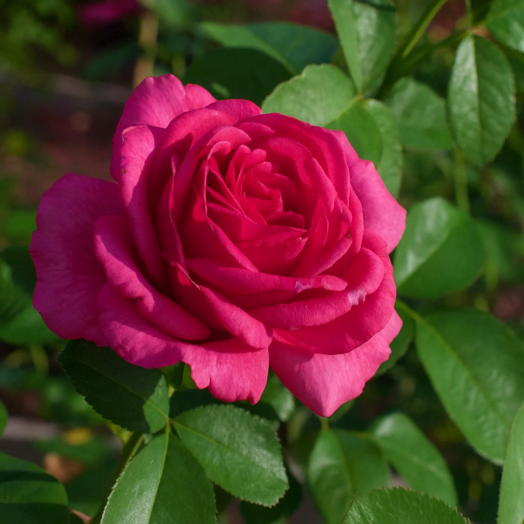 Givenchy™ Potted Rose Bush