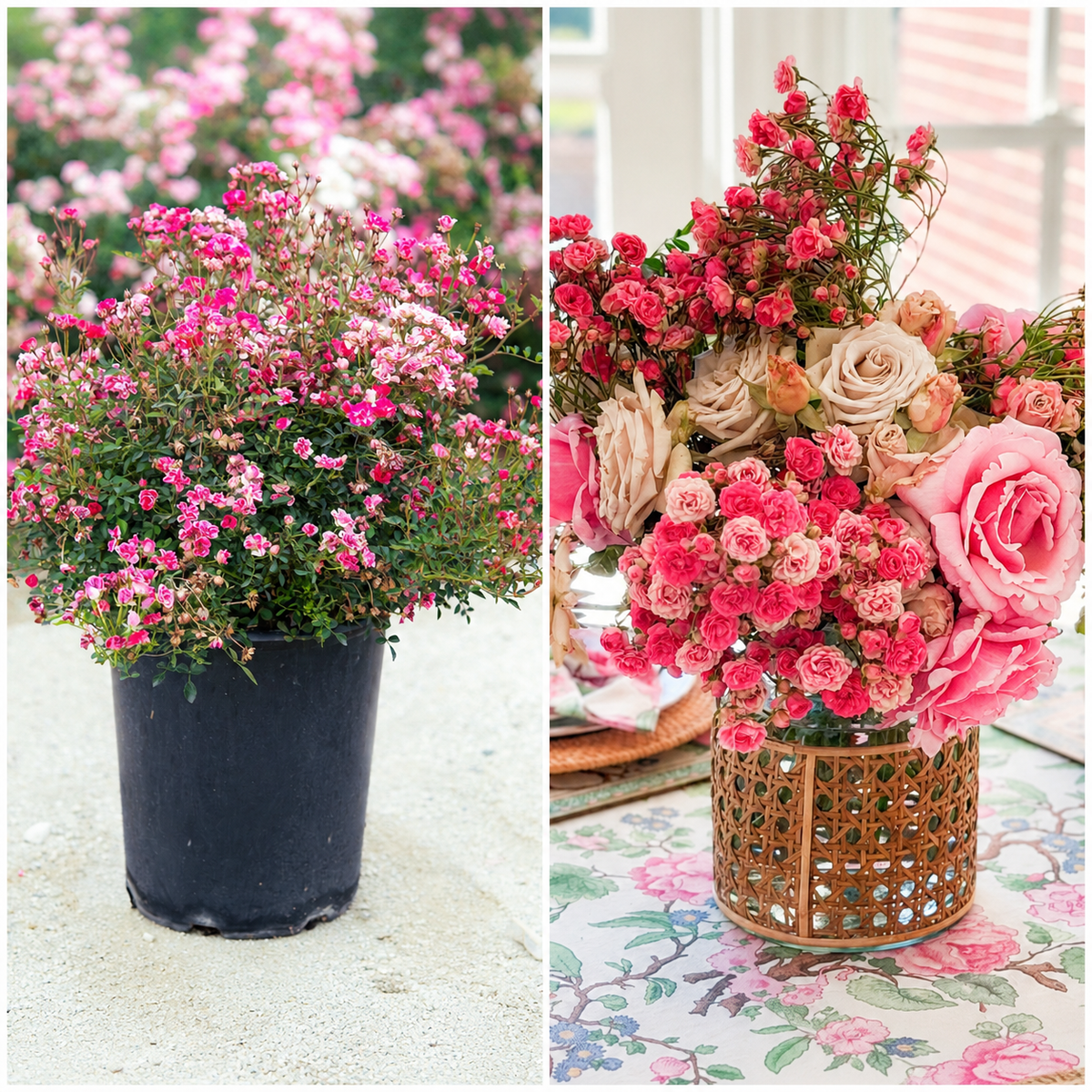 2 Pack Wanderlust Roses™ - Gypsy™ & Pink Tumbleweed™