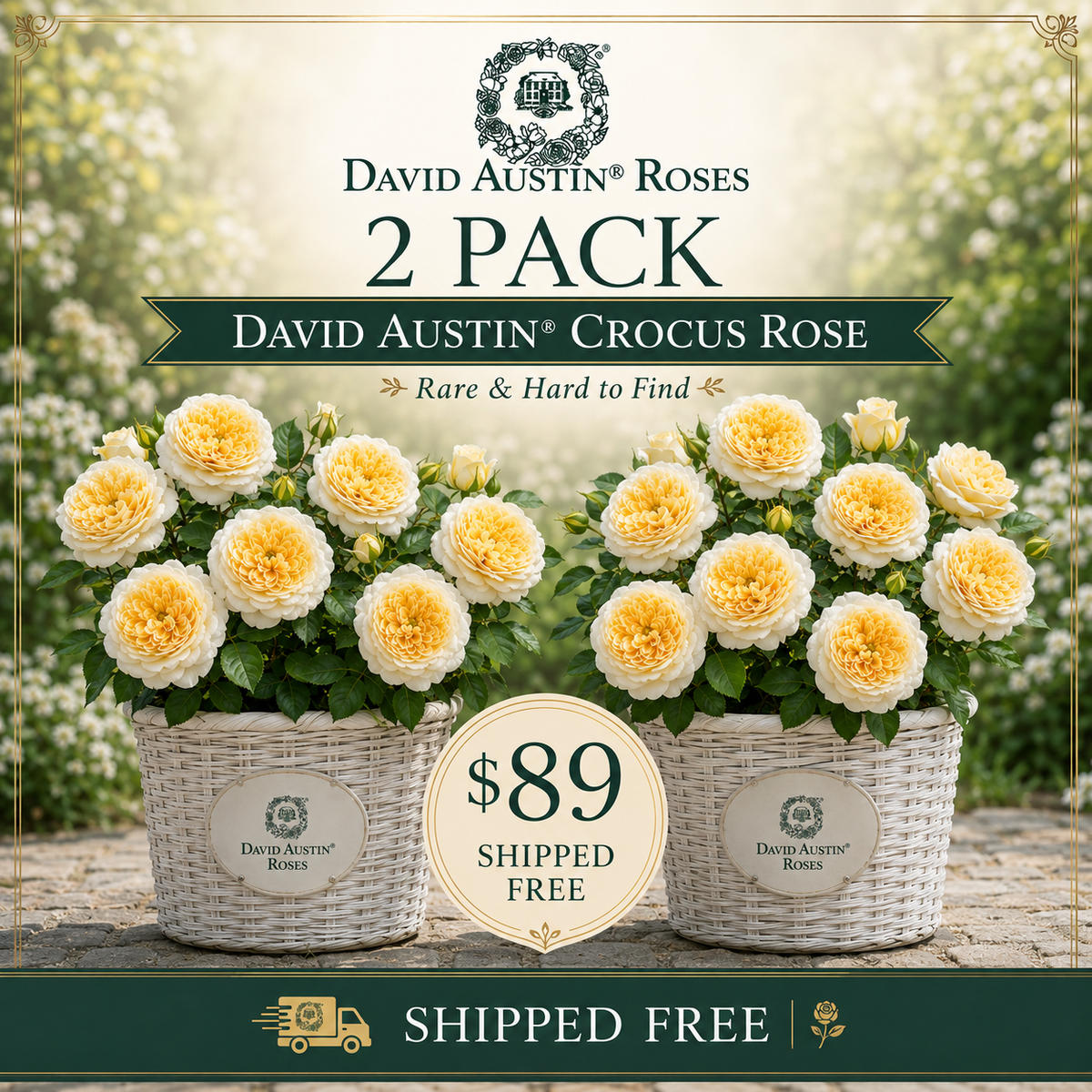 FLASH SALE - 2 Pk David Austin® Crocus Rose