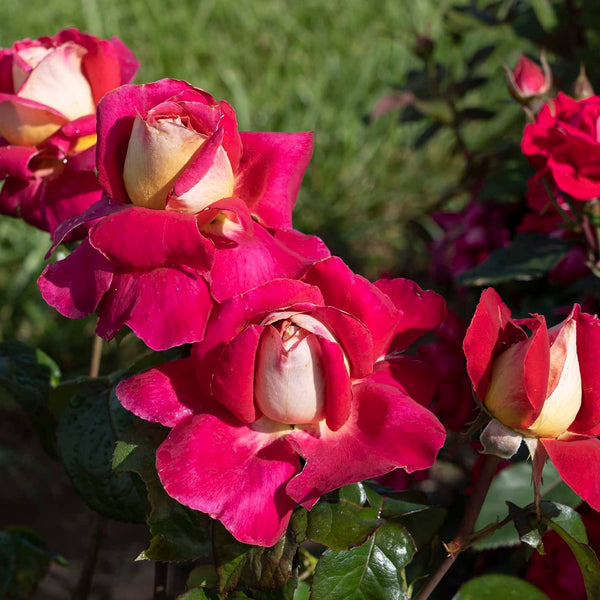 Cherries and Champagne Potted Rose Bush