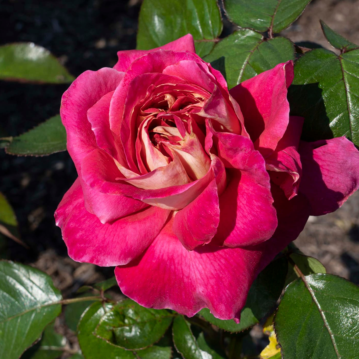 Cherries and Champagne Potted Rose Bush