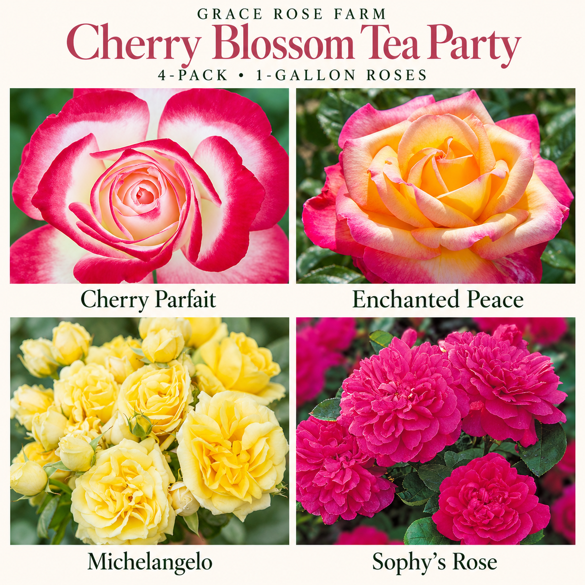 CHERRY BLOSSOM TEA PARTY  4 Pack - Cherry Parfait™, Enchanted Peace™, Michelangelo™ & Sophy's Rose®