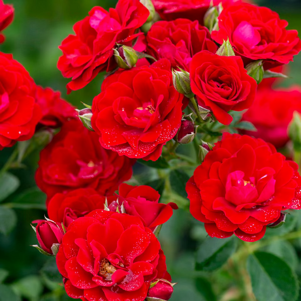 Cherry Frost™ Potted Climbing Rose