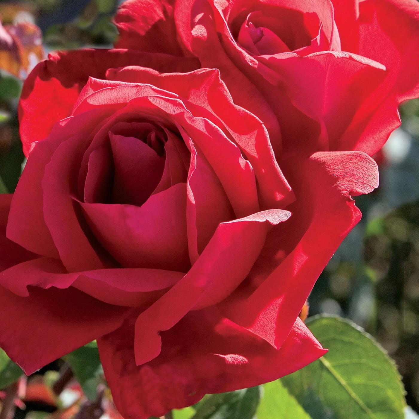 Chrysler Imperial Potted Tree Rose