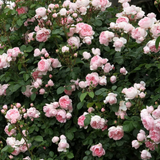 Fairy Tale® Cinderella Bare Root Rose Bush