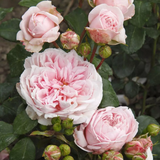 Fairy Tale® Cinderella Bare Root Rose Bush