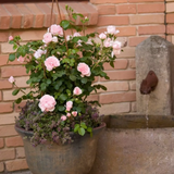 Fairy Tale® Cinderella Bare Root Rose Bush