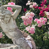 Fairy Tale® Cinderella Bare Root Rose Bush