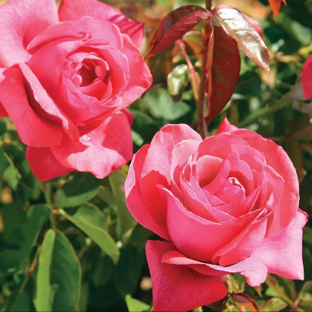 Cinnamon Dolce™ Potted Rose Bush