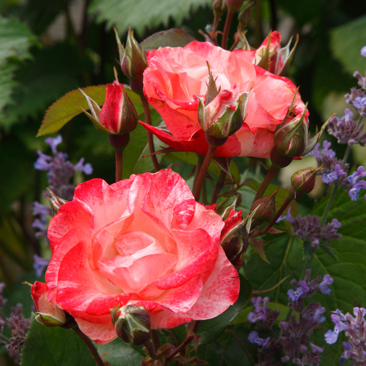 Color Splash™ Potted Rose Bush