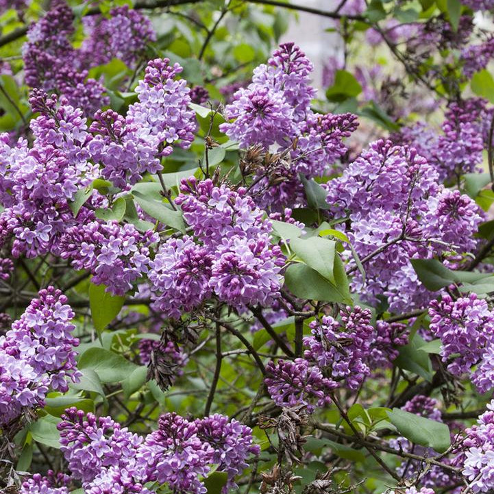 Common Purple Bare Root Lilac Bush