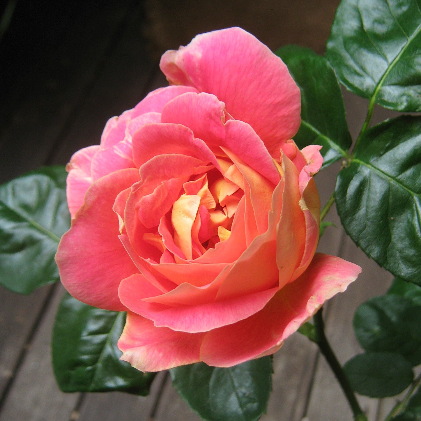 Condessa de Sastago Potted Rose Bush