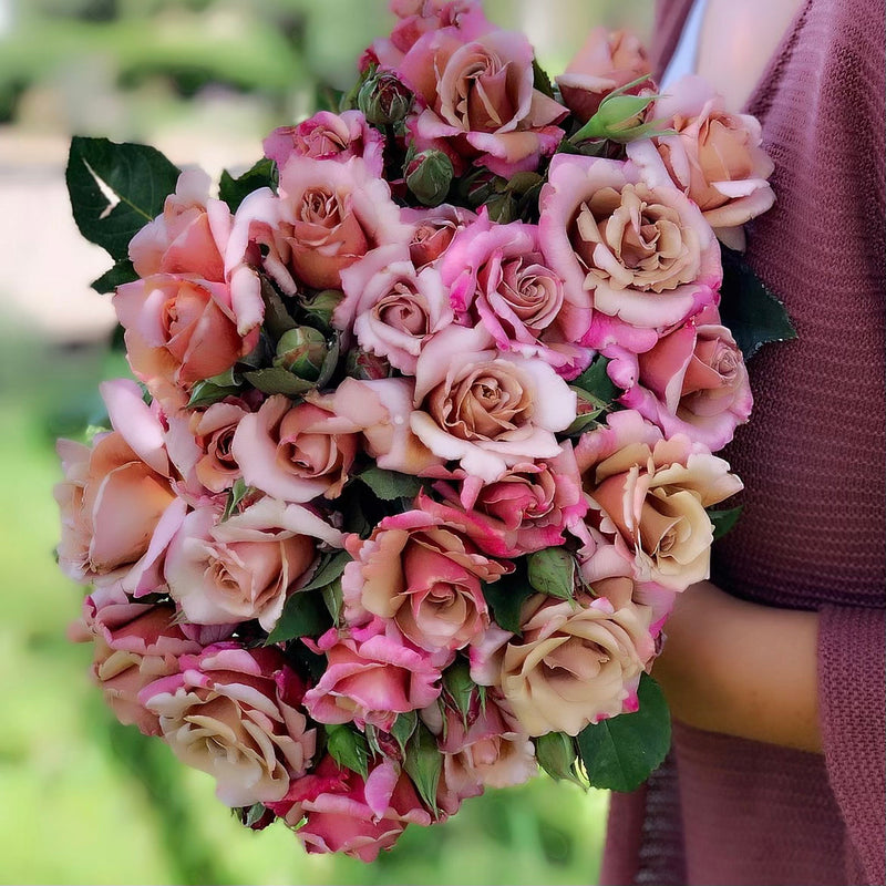 Connie's Sandstorm Rose Bush